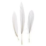 Duck Wing Quill 3-4 Inch (24pcs) White