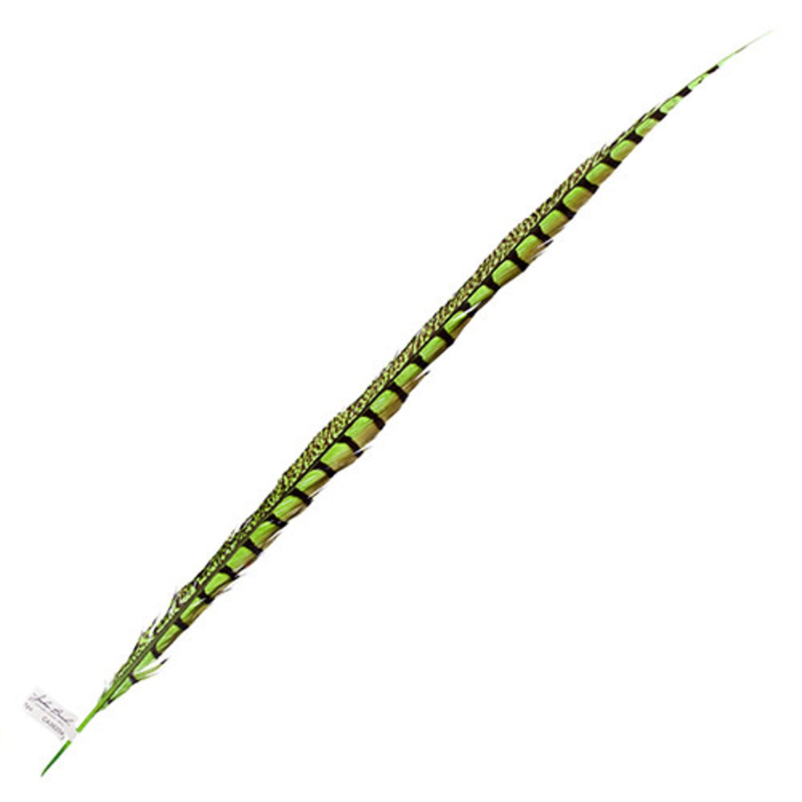 Lady Amherst Pheasant 35 - 40 Inch Side Lime Green