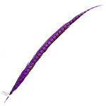 Lady Amherst Pheasant 35 - 40 Inch Side Purple