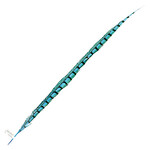 Lady Amherst Pheasant 35 - 40 Inch Side Turquoise
