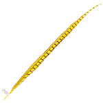 Lady Amherst Pheasant 35 - 40 Inch Side Yellow