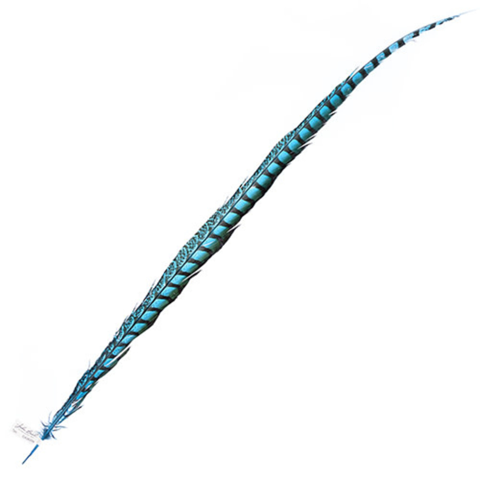 Lady Amherst Pheasant 40 - 45 Inch Side Turquoise