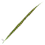 Lady Amherst Pheasant 40 - 45 Inch Side Lime Green