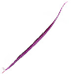 Lady Amherst Pheasant 40 - 45 Inch Side Hot Pink