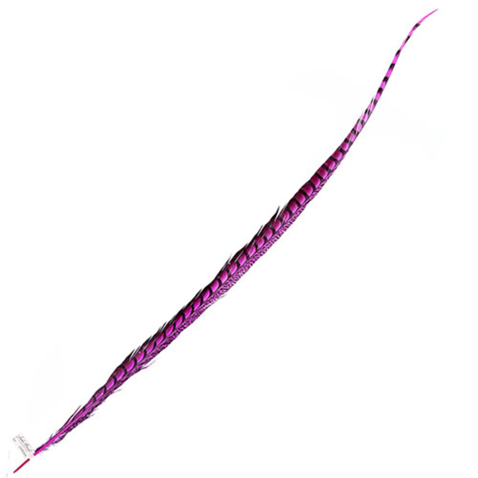 Lady Amherst Pheasant 40 - 45 Inch Side Hot Pink