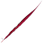Lady Amherst Pheasant 40 - 45 Inch Side Red