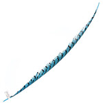 Lady Amherst Pheasant 35 - 40 Inch Center Aqua Blue