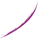 Lady Amherst Pheasant 35 - 40 Inch Center Hot Pink