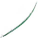 Lady Amherst Pheasant 35 - 40 Inch Center Jade Green