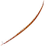 Lady Amherst Pheasant 35 - 40 Inch Center Orange