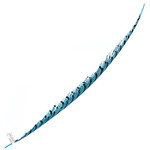 Lady Amherst Pheasant 30 - 35 Inch Center Aqua Blue