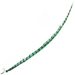 Lady Amherst Pheasant 30 - 35 Inch Center Jade Green