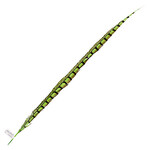 Lady Amherst Pheasant 30 - 35 Inch Side Lime Green