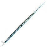 Lady Amherst Pheasant 30 - 35 Inch Side Aqua Blue