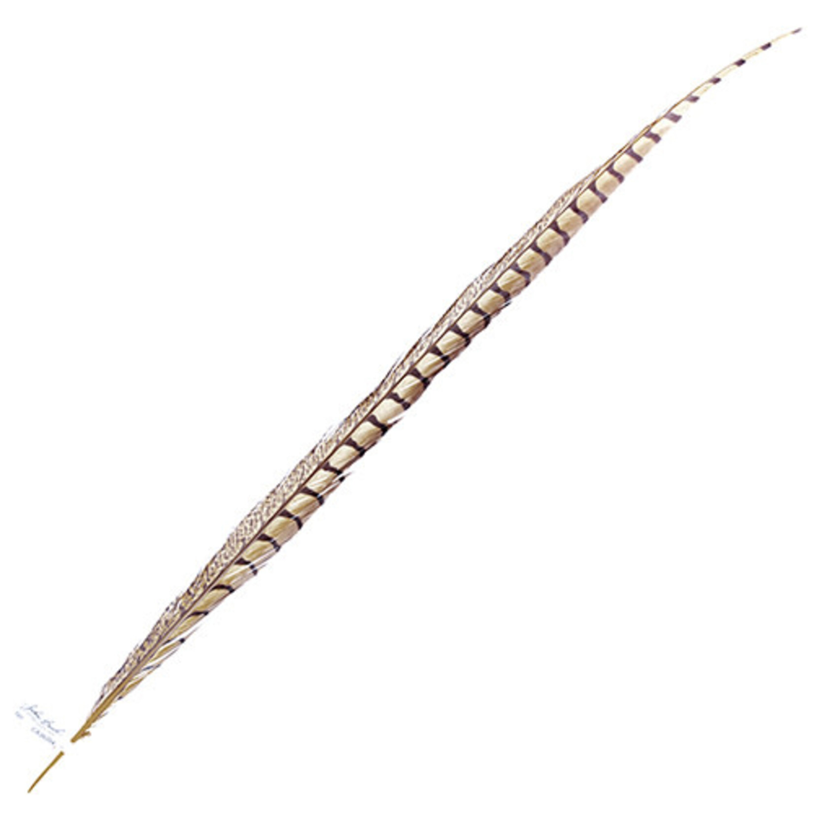 Lady Amherst Pheasant 30 - 35 Inch Side Natural