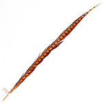 Lady Amherst Pheasant 30 - 35 Inch Side Orange