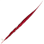 Lady Amherst Pheasant 30 - 35 Inch Side Red