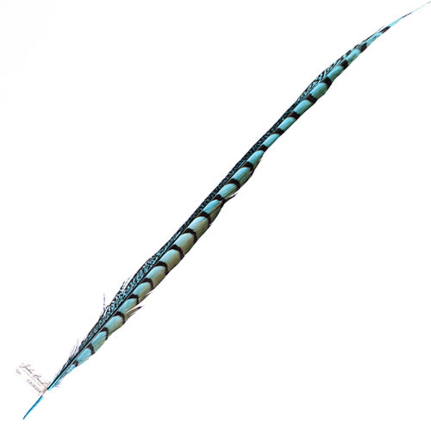 Lady Amherst Pheasant 25 -30 Inch Side Aqua Blue