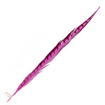 Lady Amherst Pheasant 25 -30 Inch Side Hot Pink