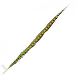 Lady Amherst Pheasant 25 -30 Inch Side Lime Green