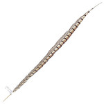 Lady Amherst Pheasant 25 -30 Inch Side Natural
