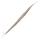 Lady Amherst Pheasant 25 -30 Inch Side Natural