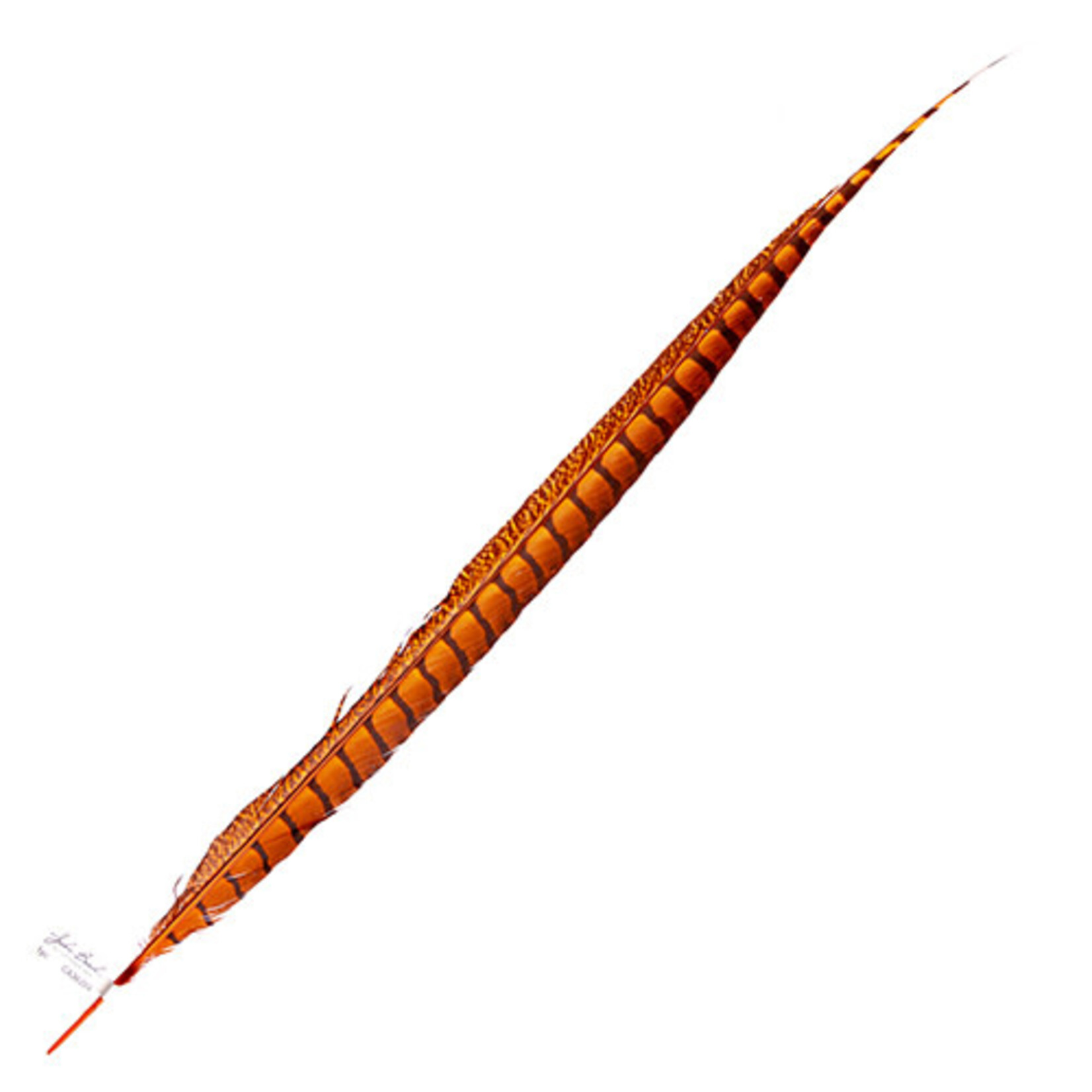 Lady Amherst Pheasant 25 -30 Inch Side Orange