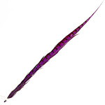 Lady Amherst Pheasant 25 -30 Inch Side Purple