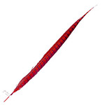 Lady Amherst Pheasant 25 -30 Inch Side Red