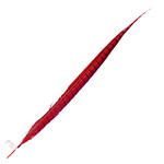 Lady Amherst Pheasant 25 -30 Inch Side Red
