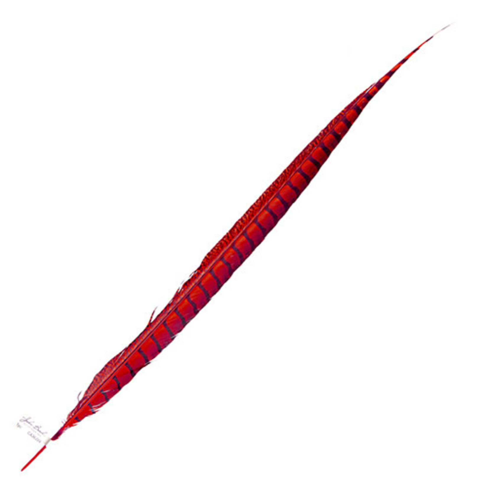 Lady Amherst Pheasant 25 -30 Inch Side Red