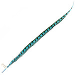 Lady Amherst Pheasant 25 -30 Inch Side Turquoise