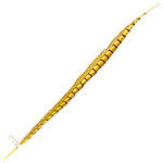 Lady Amherst Pheasant 25 -30 Inch Side Yellow