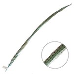 Ringneck Pheasant Tail Feather 35 - 40 Inch (1 pc) Aqua Blue