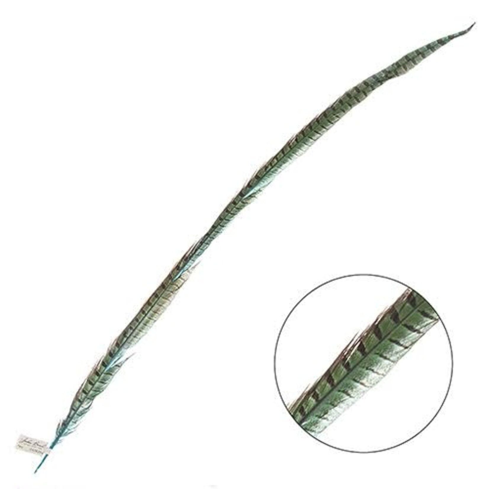 Ringneck Pheasant Tail Feather 35 - 40 Inch (1 pc) Aqua Blue