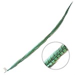 Ringneck Pheasant Tail Feather 35 - 40 Inch (1 pc) Jade Green