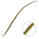 Ringneck Pheasant Tail Feather 35 - 40 Inch (1 pc) Lime Green