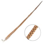 Ringneck Pheasant Tail Feather 35 - 40 Inch (1 pc) Natural