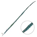 Ringneck Pheasant Tail Feather 35 - 40 Inch (1 pc) Turquoise