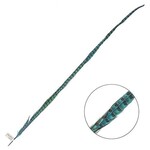 Ringneck Pheasant Tail Feather 35 - 40 Inch (1 pc) Turquoise