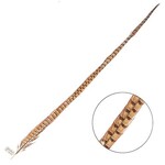 Ringneck Pheasant Tail Feather 30 - 35 Inch (1 pc) Natural