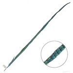 Ringneck Pheasant Tail Feather 30 - 35 Inch (1 pc) Turquoise