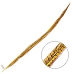 Ringneck Pheasant Tail Feather 30 - 35 Inch (1 pc) Yellow