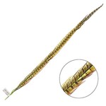 Ringneck Pheasant Tail Feather 28 - 30 Inch (1 pc) Lime Green