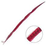 Ringneck Pheasant Tail Feather 28 - 30 Inch (1 pc) Red