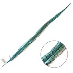 Ringneck Pheasant Tail Feather 28 - 30 Inch (1 pc) Turquoise