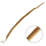 Ringneck Pheasant Tail Feather 28 - 30 Inch (1 pc) Yellow
