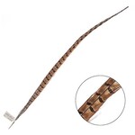 Ringneck Pheasant Tail Feather 24 - 26 Inch (1 pc) Natural