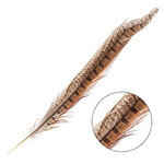 Ringneck Pheasant Tail Feather Natural 8 - 10 Inch (6 pcs)
