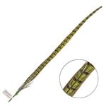 Ringneck Pheasant Tail Feather 22 - 24 Inch (1 pc) Lime Green